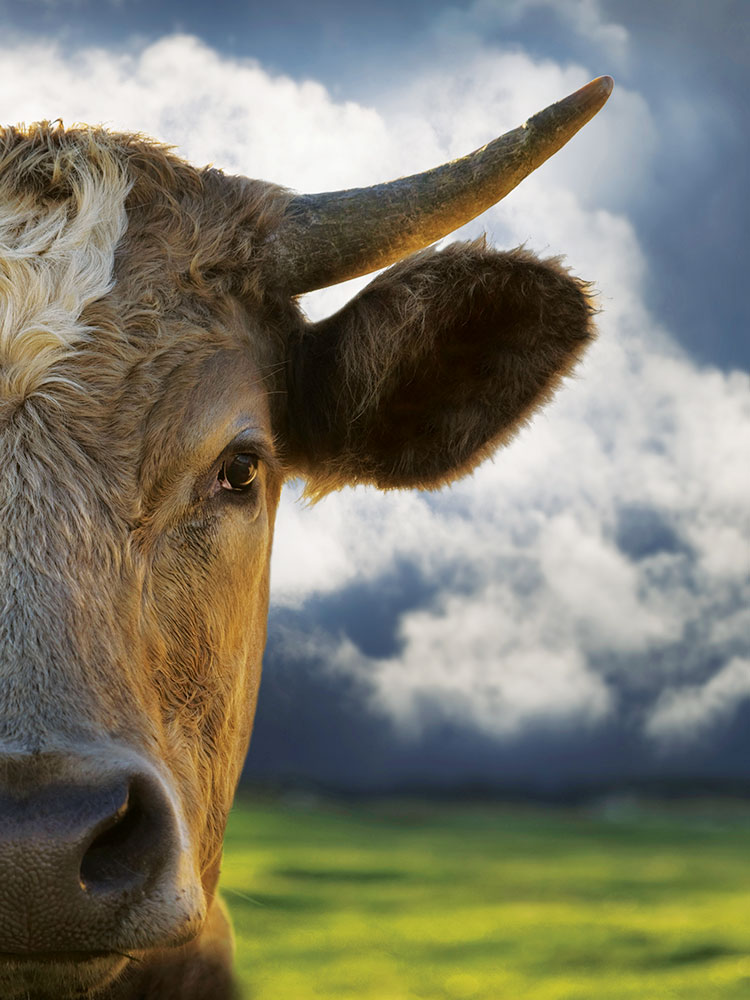 Cow