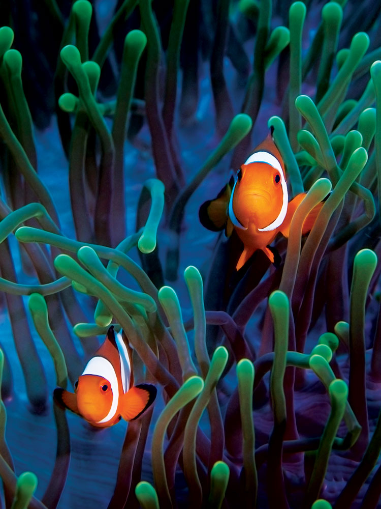 Fish